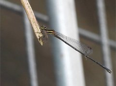 Prodasineura autumnalis