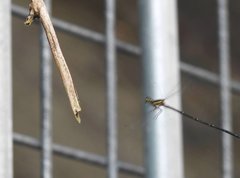 Prodasineura autumnalis