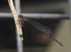 Prodasineura autumnalis