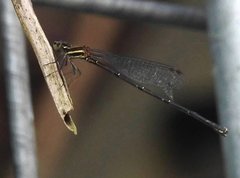 Prodasineura autumnalis