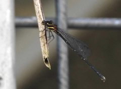 Prodasineura autumnalis