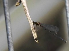 Prodasineura autumnalis