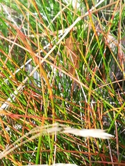 Schoeneae