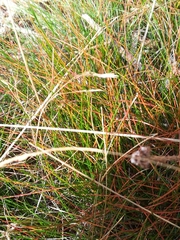 Schoeneae