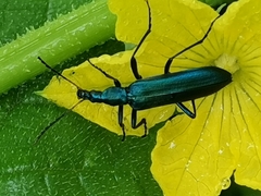 Prionoceridae