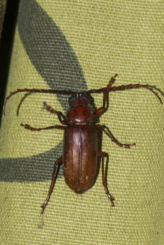 Sugarcane Longhorn Beetles