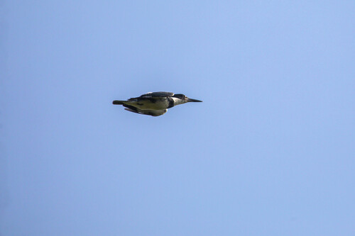 Belted Kingfisher photographed in Tennessee