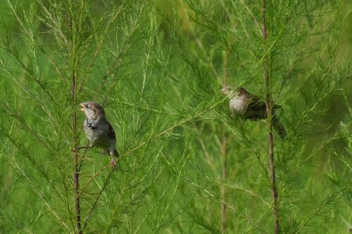 House Sparrow photographed in Louisiana