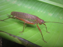 Schedocentrus