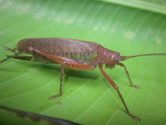 Schedocentrus