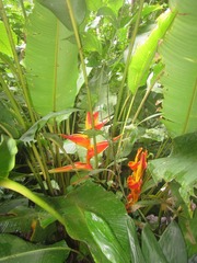 Heliconia stricta