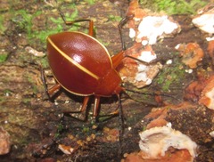 Ellipticus dorbignyi