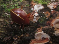 Ellipticus dorbignyi