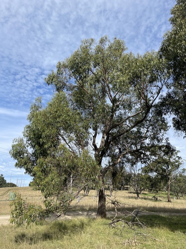 Eucalyptus banksii, 2025-05-25