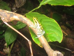 Ranitomeya variabilis