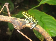 Ranitomeya variabilis