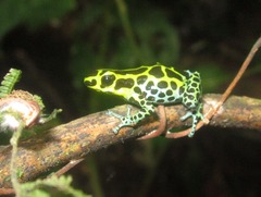 Ranitomeya variabilis