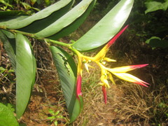 Heliconia schumanniana