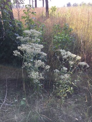 Eupatorium sullivaniae