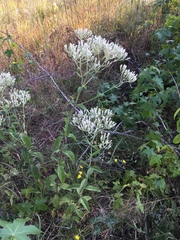 Eupatorium sullivaniae