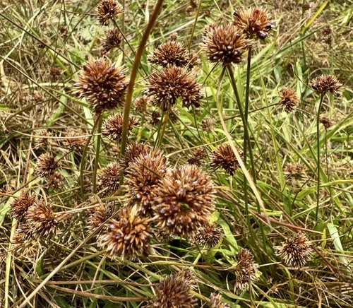 Juncus phaeocephalus, photograph 6