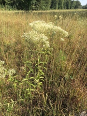 Eupatorium sullivaniae
