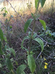 Eupatorium sullivaniae