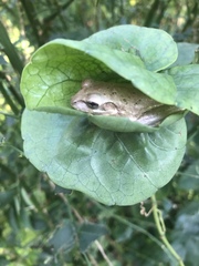 Osteopilus septentrionalis