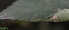 Cyphicerini