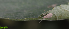 Cyphicerini