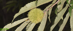 Castanea crenata