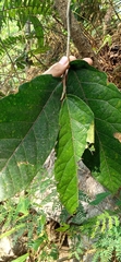Ficus obscura