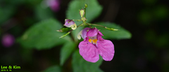 Impatiens textorii
