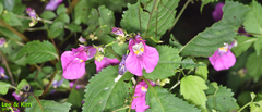 Impatiens textorii