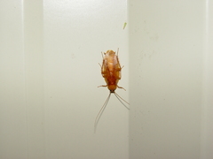 Parcoblatta virginica