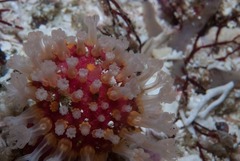 Alcyonium variabile