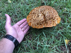 Rugiboletus extremiorientalis