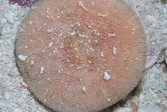Echinolampas crassa