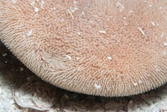 Echinolampas crassa