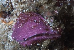 Brachiopoda