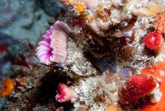 Caryophyllia