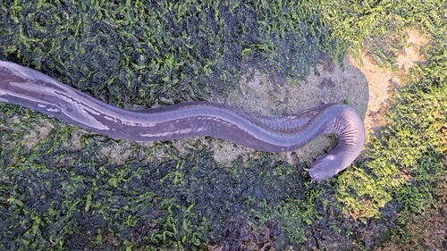 Chilean hagfish (Eptatretus polytrema) — Myxinidae