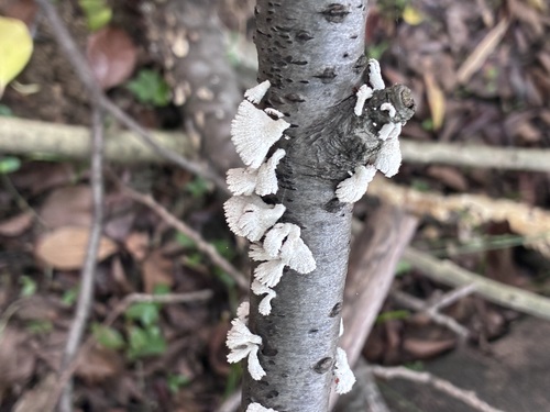 Schizophyllum commune