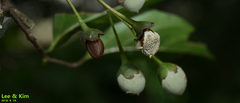 Styrax japonicus