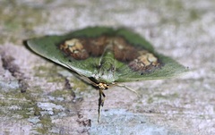 Pyrochlora rhanis