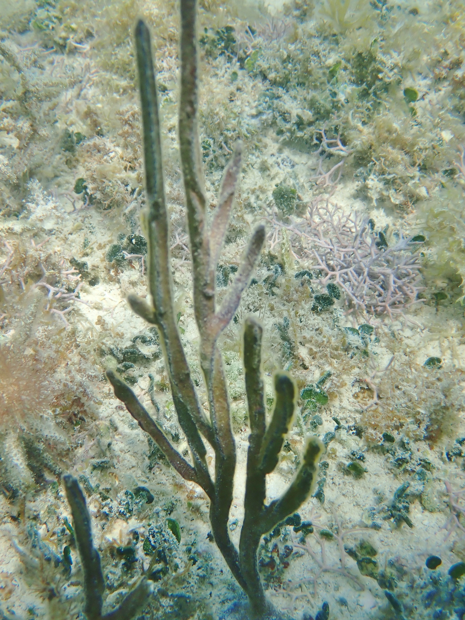 Pterogorgia anceps (Pallas, 1766)