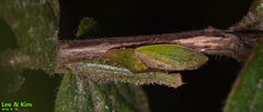 Neotituria kongosana