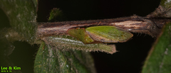 Neotituria kongosana