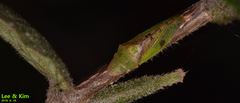 Neotituria kongosana