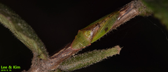 Neotituria kongosana